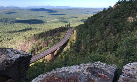 A Forest In The Desert